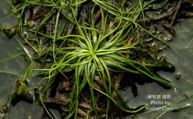 Isoetes taiwanensis var. taiwanensis De Vol 臺灣水韭