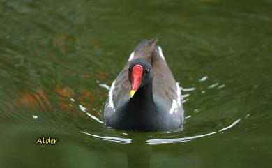 Gallinula chloropus (Linnaeus, 1758) 紅冠水雞