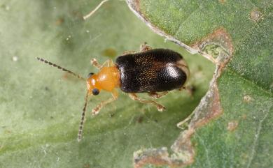 Zeugophora formosana (Gressitt, 1954) 蓬萊盾胸金花蟲
