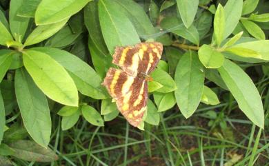 Symbrenthia lilaea formosanus Fruhstorfer, 1908 散紋盛蛺蝶