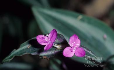 Tradescantia zebrina var. zebrina hort. ex Bosse 吊竹草