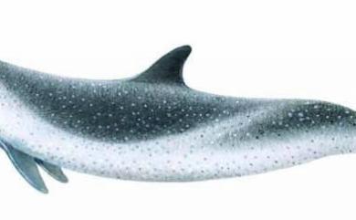 Stenella attenuata (Gray, 1846) 熱帶斑海豚