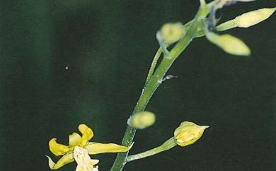 Cephalantheropsis obcordata 綠花肖頭蕊蘭
