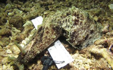 Dolabella auricularia (Lightfoot, 1786) 龍骨海鹿