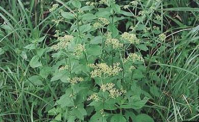 Patrinia scabiosifolia 黃花龍芽草