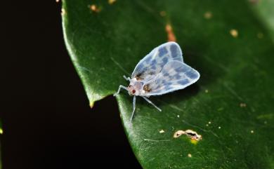 Borysthenes maculatus (Matsumura, 1914)