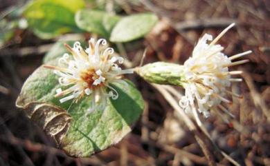 Pertya pubescens Y.Ling 腺葉帚菊