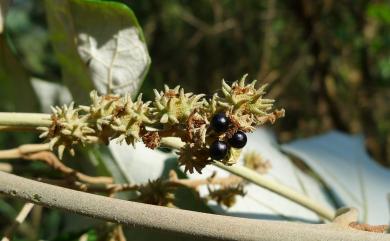 Mallotus paniculatus var. formosanus 臺灣白匏子