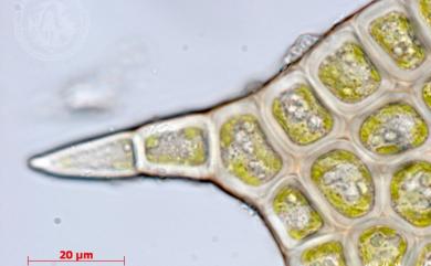 Plagiochila semidecurrens (Lehm. & Lindenb.) Lindenb. 延葉羽蘚