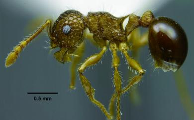 Pristomyrmex punctatus Smith, 1860 堅硬雙針家蟻