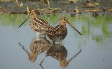 Gallinago gallinago gallinago (Linnaeus, 1758) 田鷸