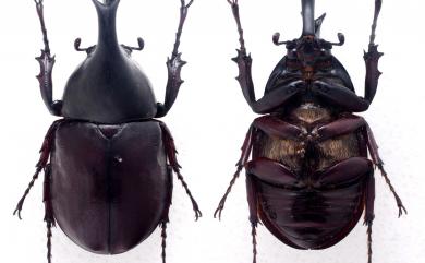 Xylotrupes mniszechi tonkinensis 姬獨角仙