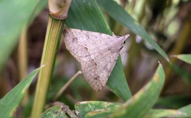 Gesonia obeditalis Walker, 1859