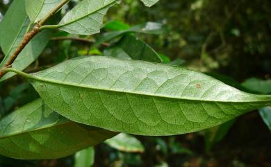 Prunus phaeosticta var. phaeosticta 墨點櫻桃