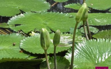 Nymphaea tetragona 睡蓮