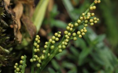 Ophioglossum austroasiaticum M.Nishida 高山瓶爾小草