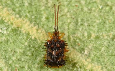 Dactylispa higoniae (Lewis, 1896) 褐斑鐵甲蟲