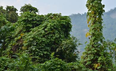 Camonea vitifolia (Burm.f.) A.R.Simões & Staples 掌葉耳節藤
