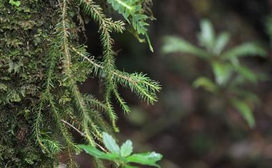 Phlegmariurus cryptomerinus (Maxim.) Satou 柳杉葉馬尾杉