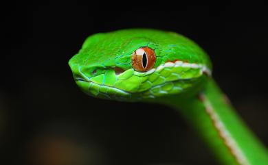 Trimeresurus stejnegeri Schmidt, 1925 赤尾青竹絲