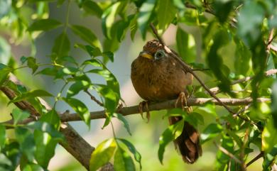 Garrulax canorus canorus (Linnaeus, 1758) 大陸畫眉