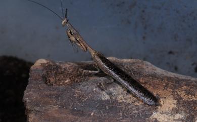 Phyllothelys werneri Karny, 1915 魏氏奇葉螳螂