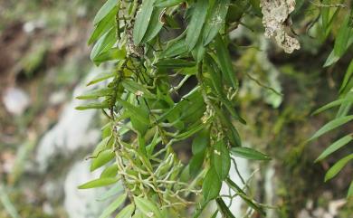 Gastrochilus formosanus 臺灣松蘭