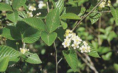 Aria alnifolia (Siebold & Zucc.) Decne. 赤楊葉梨
