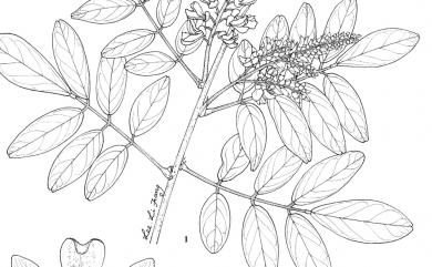 Wisteriopsis reticulata (Benth.) J.Compton & Schrire 老荊藤