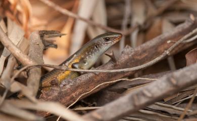 Eutropis multifasciata (Kunl, 1820) 多線真稜蜥