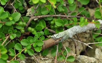 Grewia piscatorum 小葉捕魚木