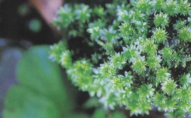 Bryum billarderii 大真苔