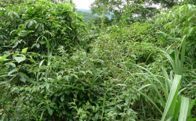 Rubus corchorifolius 變葉懸鉤子