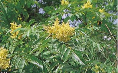 Rhus chinensis var. roxburghii 羅氏鹽膚木