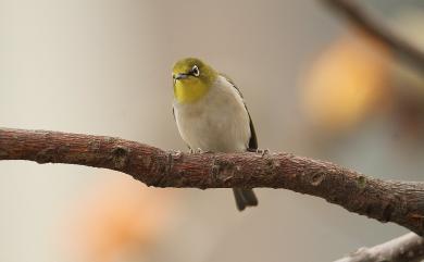 Zosterops japonicus Temminck & Schlegel, 1847 日菲繡眼