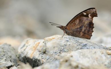 Libythea lepita formosana Fruhstorfer, 1908 東方喙蝶