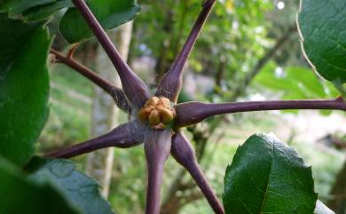 Meliosma rhoifolia Maxim. 山豬肉