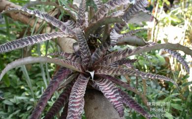 Cryptanthus zonatus (Vis.) Beer 虎紋小鳳梨