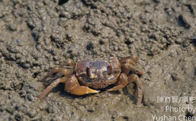 Ocypode stimpsoni Ortmann, 1897 斯氏沙蟹