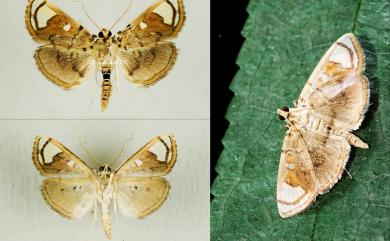 Pycnarmon pantherata Butler, 1878 豹紋捲野螟