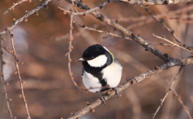 Parus minor commixtus (Swinhoe, 1868) 白頰山雀