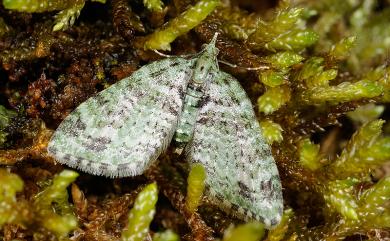 Chloroclystis blanda (Bastelberger, 1911)