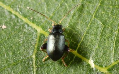 Aphthona strigosa Baly, 1874 鈍色側刺葉蚤