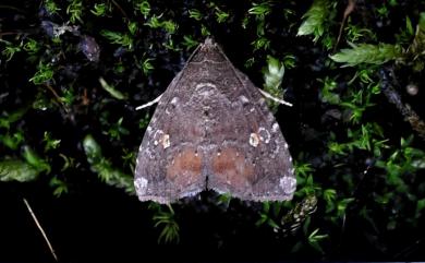 Amyna stellata Butler, 1878 星衛翅夜蛾
