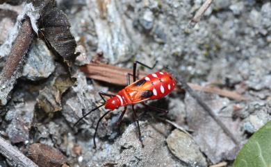 Dysdercus cingulatus cingulatus 離斑棉紅蝽象