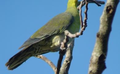 Treron sieboldii sieboldii (Temminck, 1835) 綠鳩