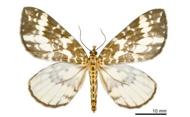 Gandaritis subalba (Prout, 1941)