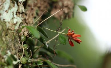 Bulbophyllum albociliatum var. albociliatum 白毛捲瓣蘭