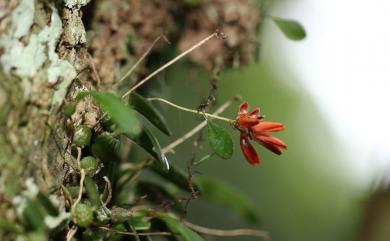 Bulbophyllum albociliatum var. albociliatum 白毛捲瓣蘭