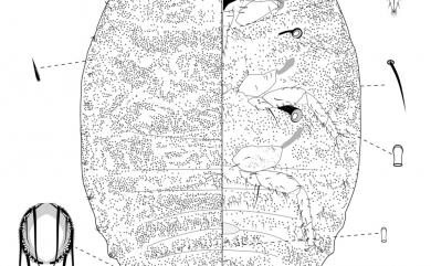 Formicococcus schimae Takahashi, 1929 木荷蟻粉介殼蟲